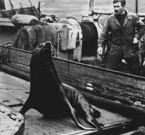 Морской лев попавший с тралом на судно Медведь подошедший к ледоколу - фото 29