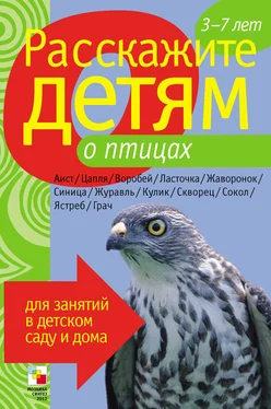 Лариса Бурмистрова Расскажите детям о птицах обложка книги