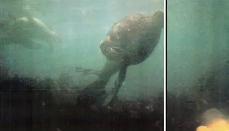 В воде морские котики dospelos безбоязненно подпускают к себе людей совсем - фото 89