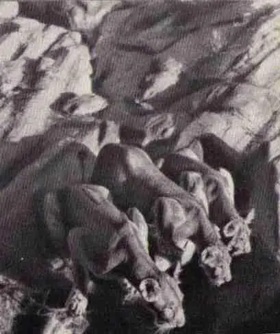 Вечерний водопой Эльса декабрь 1960 года Эльса и Джеспэ в январе 1961 года - фото 44