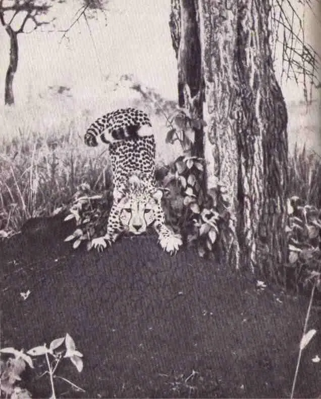 Художественная гимнастика Сомба Семейная группа на фотодереве - фото 150