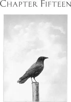 IN THE MORNING THE SUN ROSE and the cricket song gave way to bird song and an - фото 21