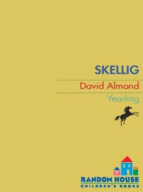 David Almond Skellig обложка книги