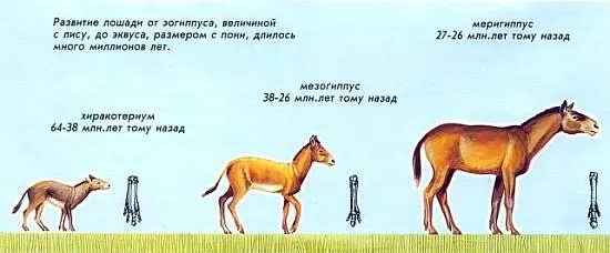 Почему менялся эогиппус Эогиппус обитал в густых лесах и питался - фото 4