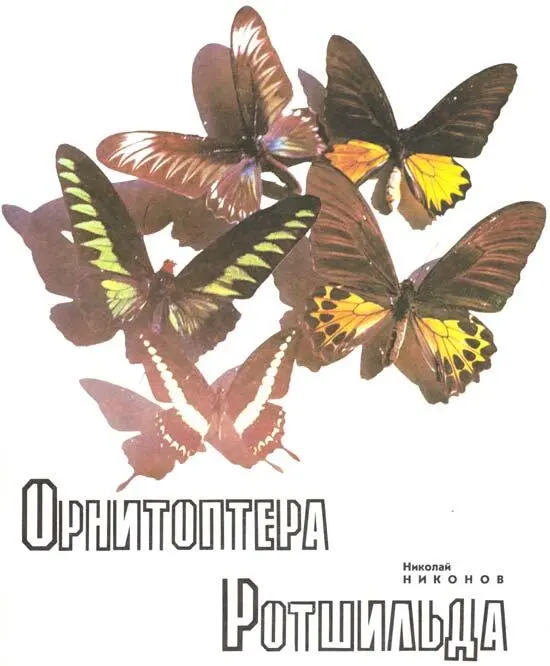 Бабочки с островов Суматра и Борнео Был ясный и уже вполне осенний день когда - фото 8