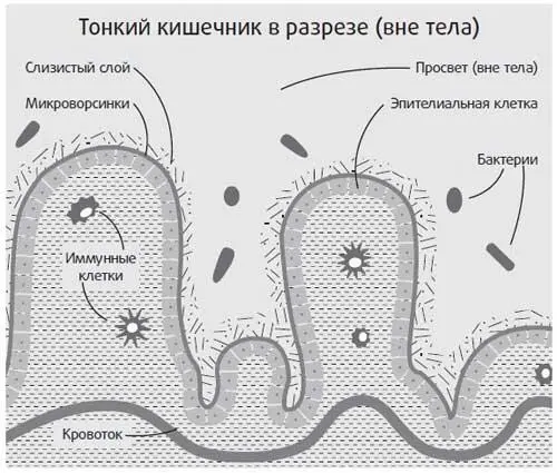 Но здоровый кишечник хорошо приспособлен к фильтрации плохих парней - фото 4
