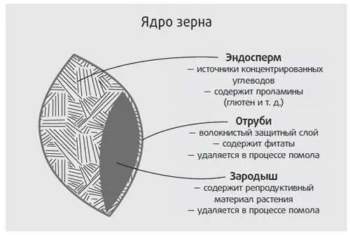 Очищенные злаки затем превращаются в такие продукты как белый хлеб овсянка - фото 13