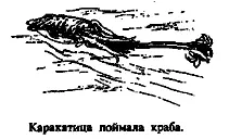 Даже критерий количества щупалец не является абсолютным Существует - фото 8