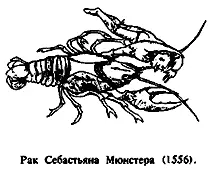 Морские раки Паулинуса крабы арабских путешественников и сиамских сказочников - фото 13