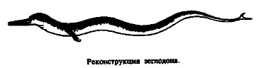 Вспомним теперь что если кожа на шее и голове массачусетского животного - фото 27