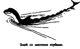 Цвет нижней и верхней частей тела резко контрастный что очень часто - фото 65