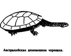 Этот странный тип морского змея кажется одновременно обитателем больших глубин - фото 71