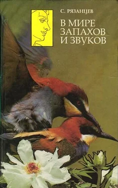 Сергей Рязанцев В мире запахов и звуков обложка книги