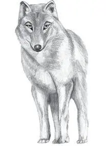 BLEIDD WOLF A Guardian descendant born or trapped in wolf form who cannot - фото 45