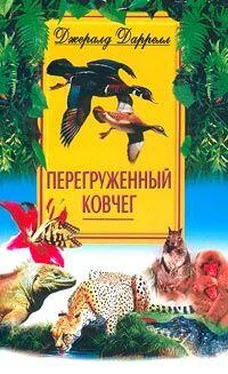 Джеральд Даррел Перегруженный ковчег обложка книги