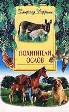 Джеральд Даррел Похитители ослов (Ослокрады) обложка книги