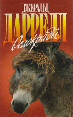 Джеральд Даррелл Ослокрады (с иллюстрациями) обложка книги