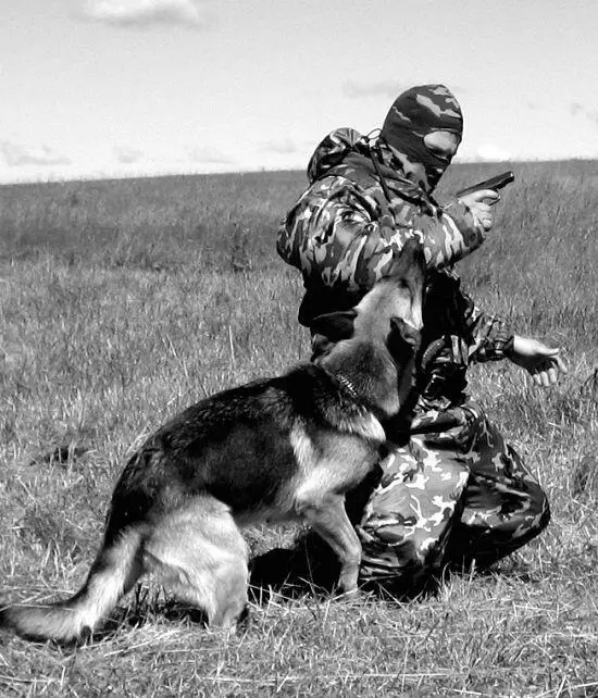 Обессиленный противник становится на колени Поверженный собакой враг лучшая - фото 118