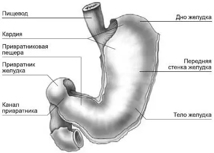 Рис 1Строение желудка Та часть желудка что расположена ближе всего к сердцу - фото 1