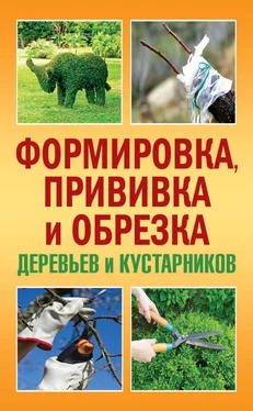 Сергей Макеев Формировка, прививка и обрезка деревьев и кустарников обложка книги