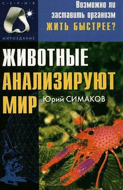 Юрий Симаков Животные анализируют мир обложка книги