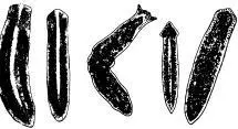Слева направо планария бурая мрачная Planaria torva планария траурная - фото 41