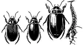 Слева направо ест в плавунец окаймленный Dytiscus marginalis самка - фото 107