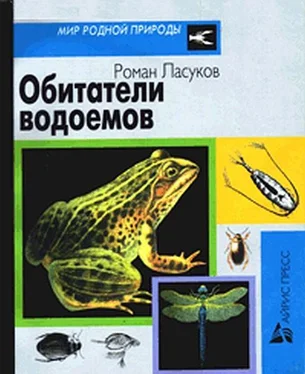 Роман Ласуков Обитатели водоемов обложка книги