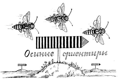 Эскимосская ездовая лайка одно из самых замечательных животных Гренландии - фото 18