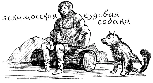 Основным объектом исследований Н Тинбергена и его учеников стали птицы Это - фото 19