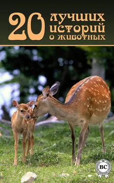 Коллектив авторов 20 лучших историй о животных обложка книги