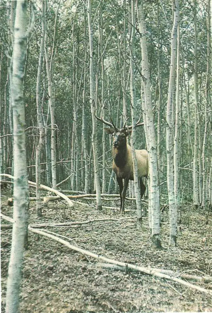 Оленьвапити обитающий в лесах Северной Америки крупнее европейского - фото 60