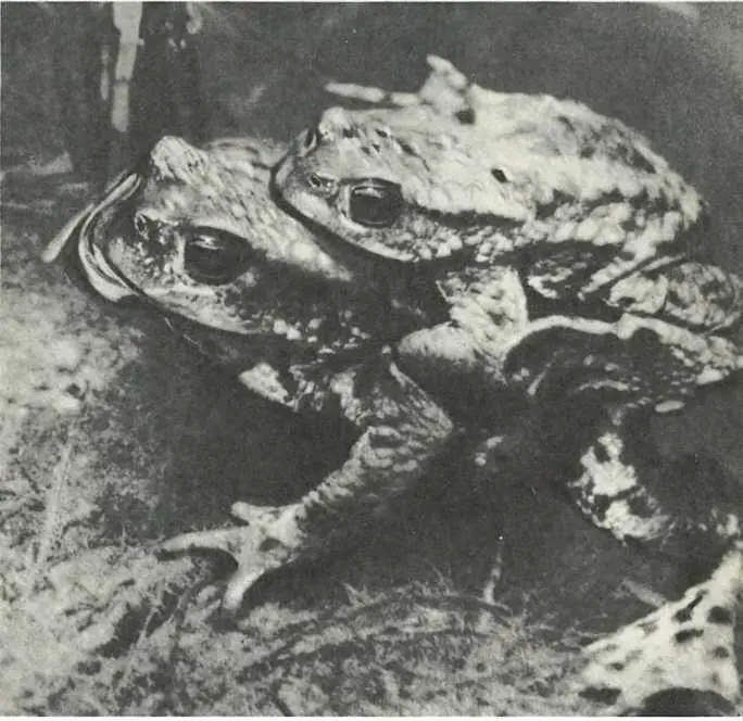 Жабы Bufo bufo очень привязаны к месту где они вылупились из икры Молодых - фото 79