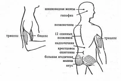 Урок 1 Что такое хатха йога ТЕОРИЯ Этому искусству этой системе - фото 3