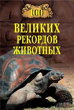 Анатолий Бернацкий Сто великих рекордов животных обложка книги