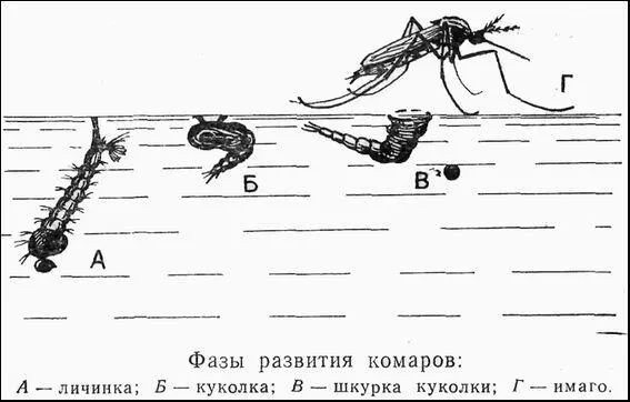Из яиц вылупляются очень подвижные личинки длиной в 12 мм которые питаются и - фото 1