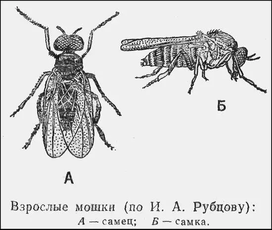 Мошки назойливые кровососы Интересен их цикл развития Самок мошек называют - фото 2