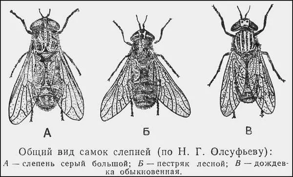 Укусы слепней чрезвычайно болезненны сопровождаются сильным отеком который - фото 6