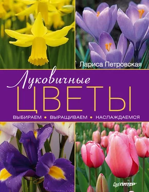 Лариса Петровская Луковичные цветы: выбираем, выращиваем, наслаждаемся обложка книги