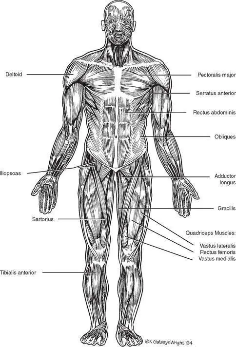 Flexibility Training Marathon training takes a toll on the body One of the - фото 61