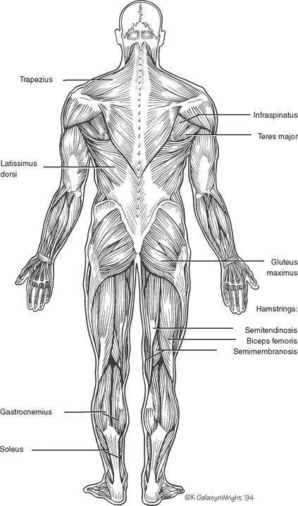 Flexibility Training Marathon training takes a toll on the body One of the - фото 62