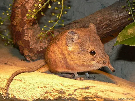 Macroscelides proboscideus короткоухий прыгунчик Однако ж существенно что - фото 45