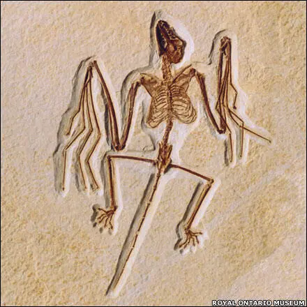 Скелет ископаемой летучей мыши Onychonycteris эоцен В целом - фото 32