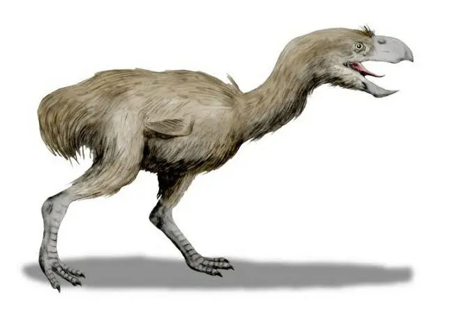 Ископаемая хищная птица Paraphysornis миоцен Бразилия Ископаемые наземные - фото 34