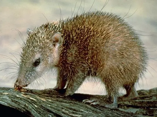 Обыкновенный тенрек Tenrec ecaudatus Не случайно и количество сосков у этого - фото 47