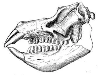 Череп пиротерия Pyrotherium sorondoi олигоцен Южная Америка Впрочем все - фото 43