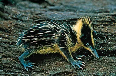 Тенрек Hemicentetes semispinosus Хватает и черт специализации у тенреков нет - фото 46