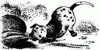The black pup did not answer Instead he came running to Missis and butted her - фото 41
