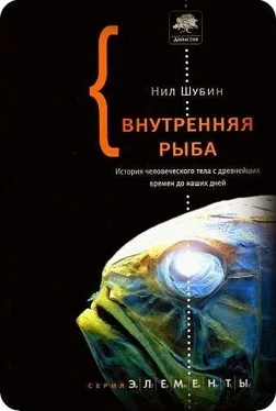 Нил Шубин Внутренняя рыба. История человеческого тела с древнейших времен до наших дней обложка книги