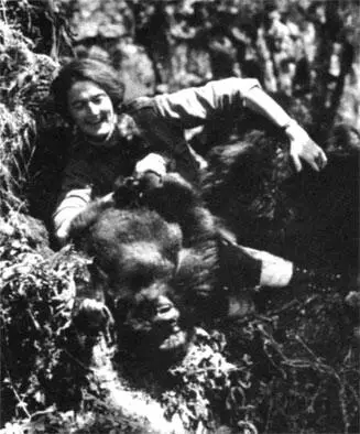 Диана Фосси Сообщества горилл на редкость сплочены Подобно первым наземным - фото 86